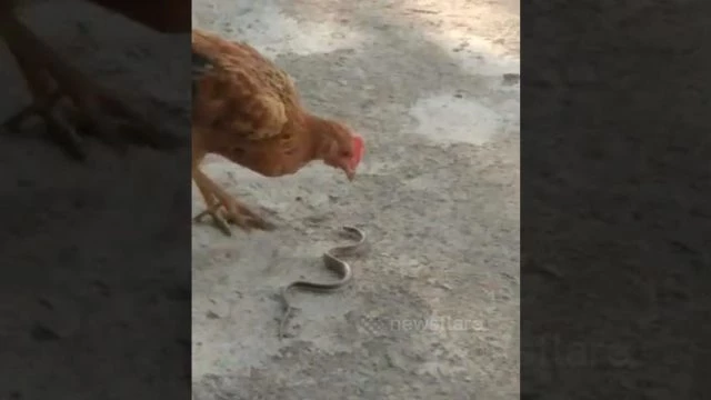 Κότα έρχεται αντιμέτωπη με κόμπρα και δείτε τι γίνεται (βίντεο)